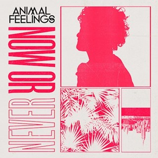 Now Or Never by Animal Feelings Download